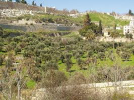  Getsemanská záhrada pod Olivovou Horou